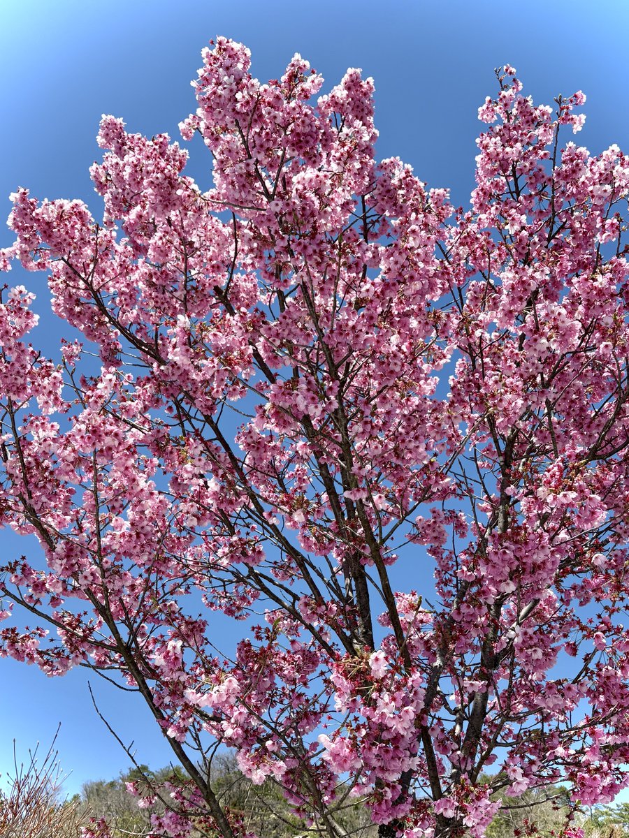 カナカ tweet media