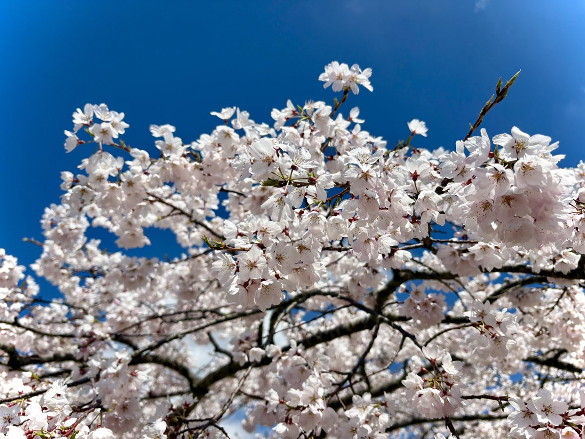 カナカ tweet media