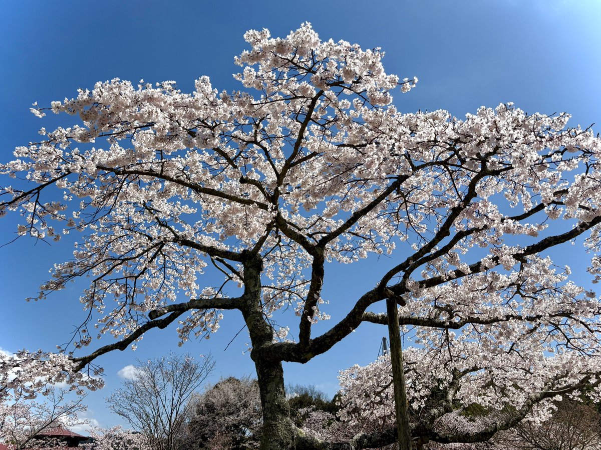 カナカ tweet media