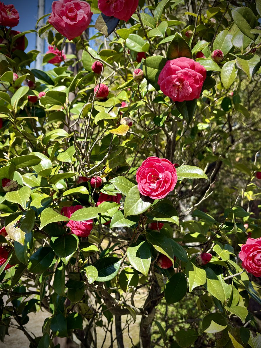 カナカ tweet media