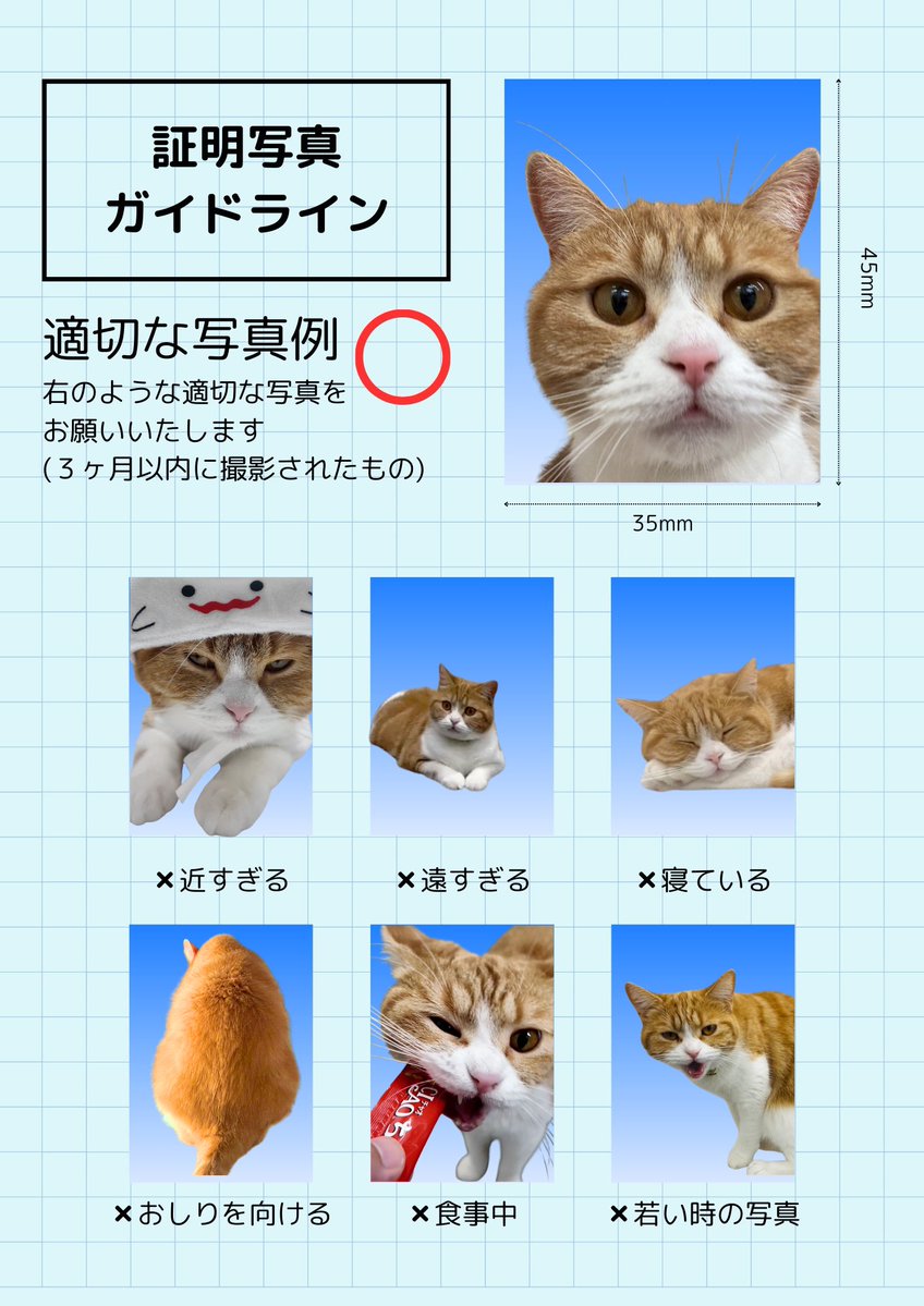 タマ王 TAMAO🐈👑 (@aokimarke) / Posts / X
