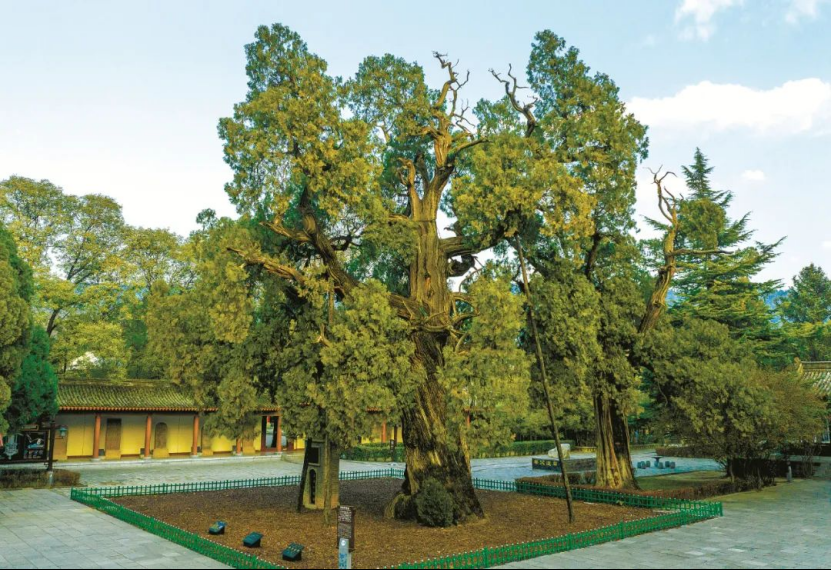 Fresh Chang'an tweet media