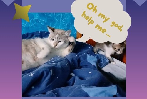 lish chyna tweet media