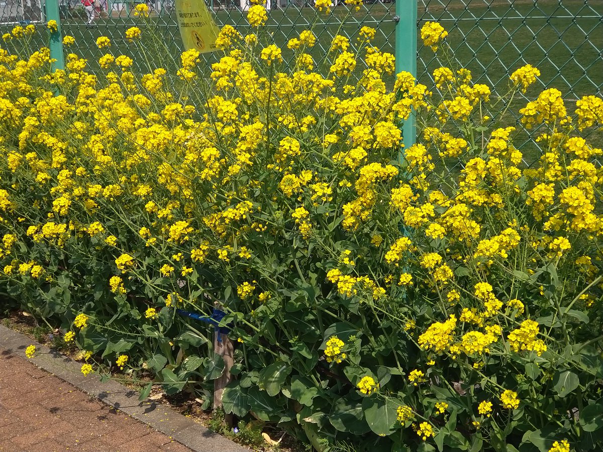 あっこ tweet media