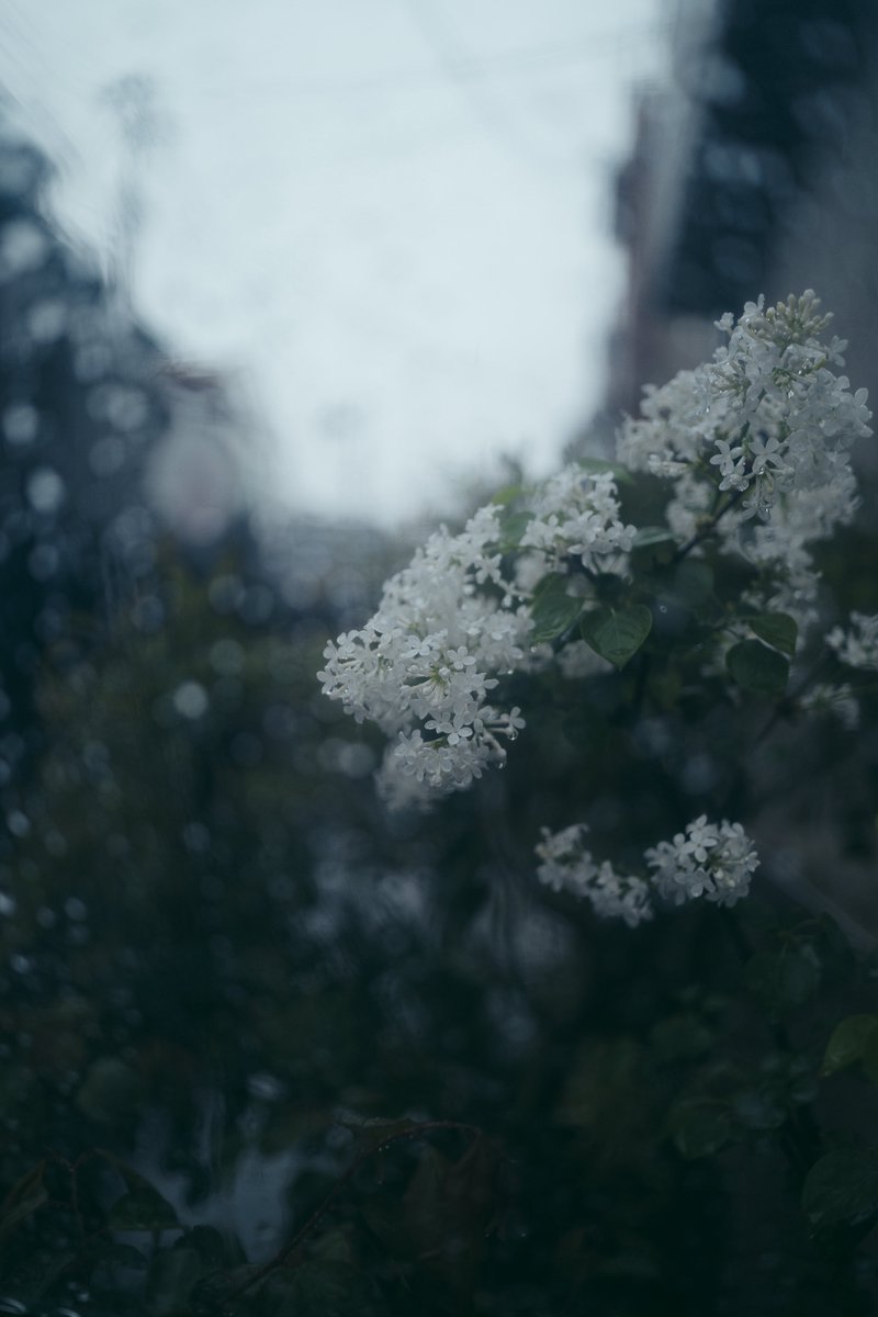 sho__pic's tweet photo. rainy day. https://t.co/iKGoQOIiGw