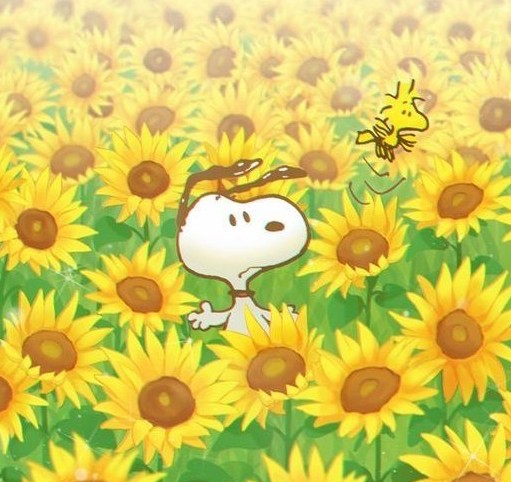 すぬちゃん tweet media