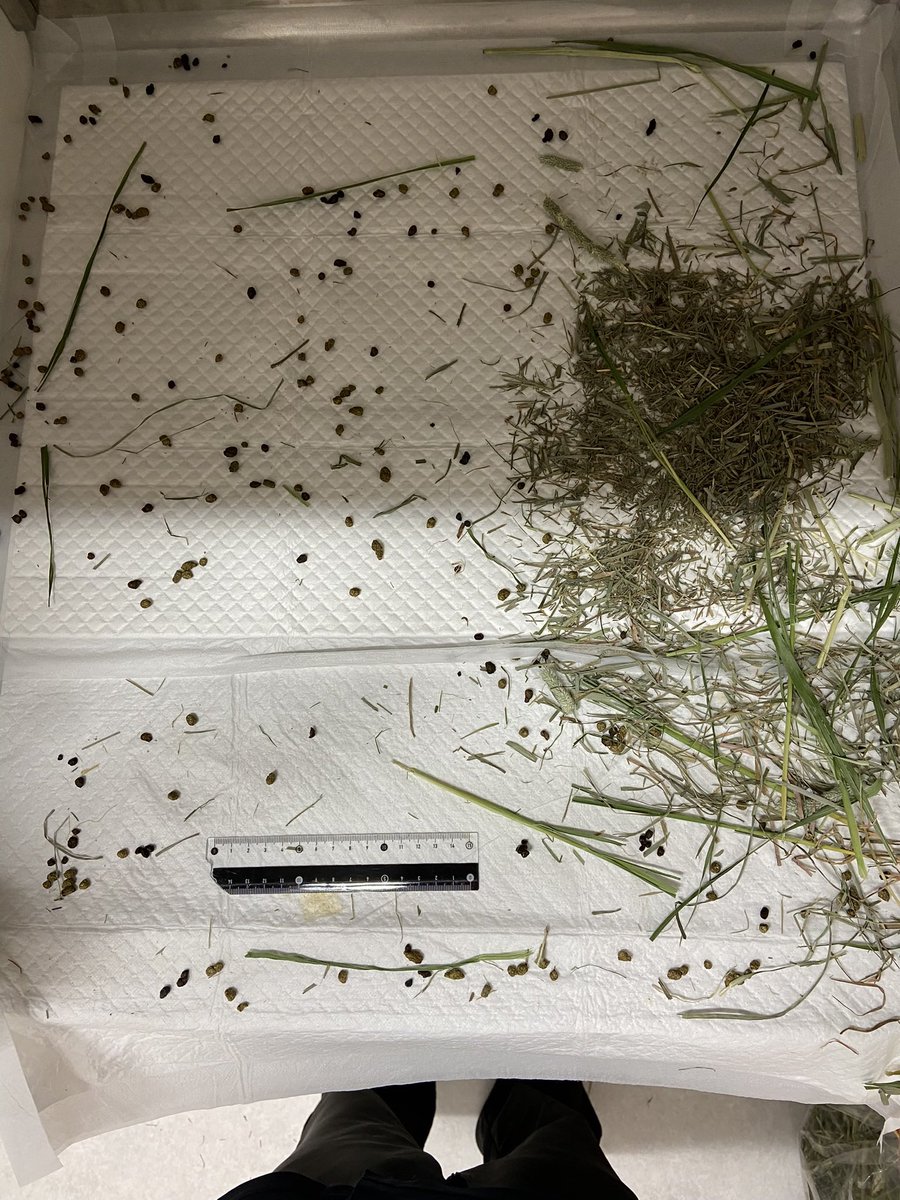 長尾 大喜@白兎どうぶつ病院 tweet media