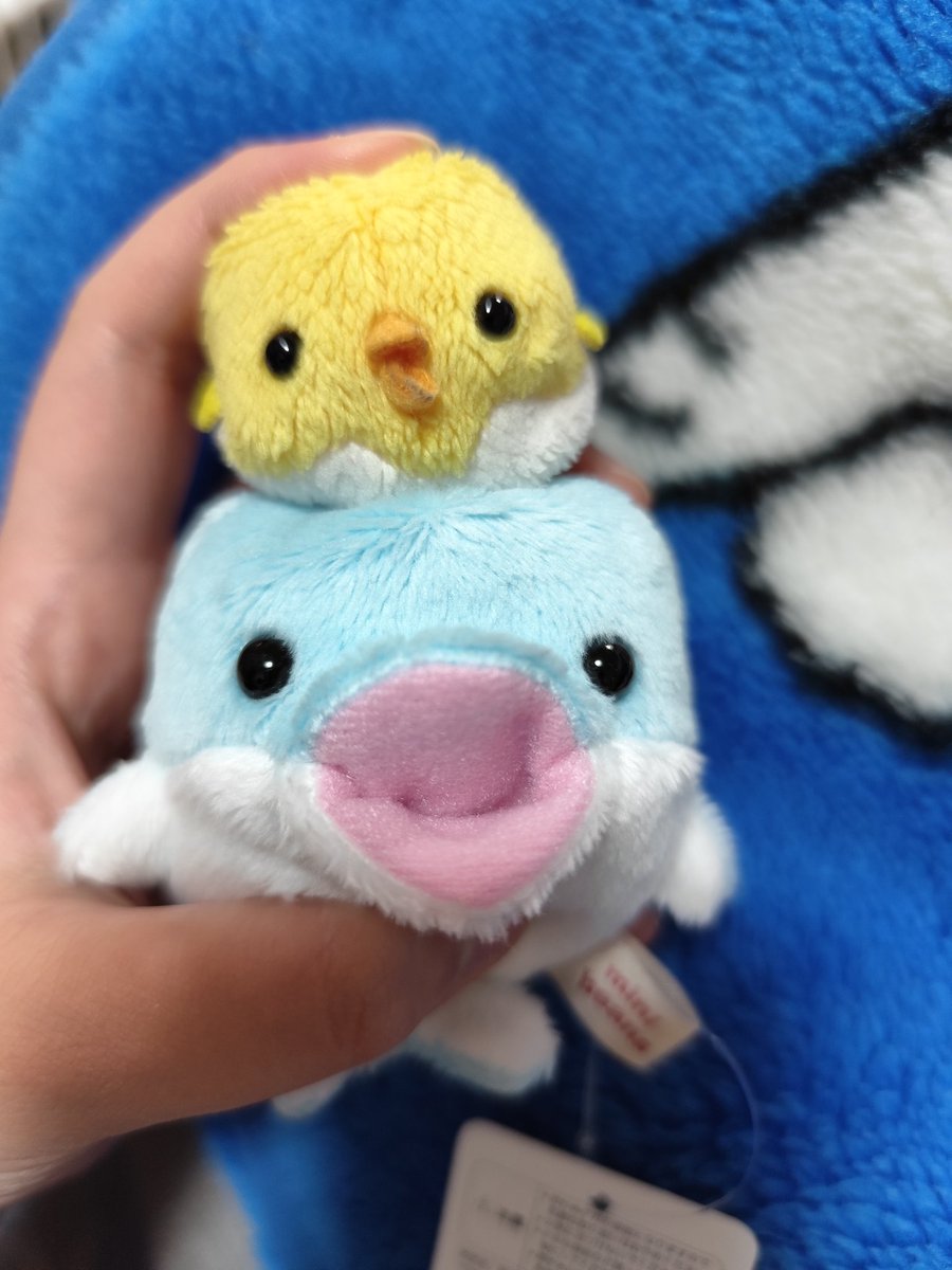achapi_idea's tweet photo. イルカのぬいぐるみ届いた https://t.co/OMeDdfrzDc