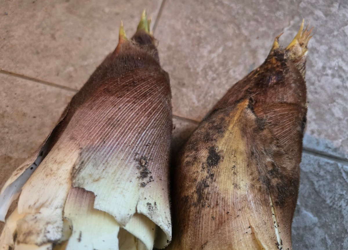 ちりりん💛 tweet media