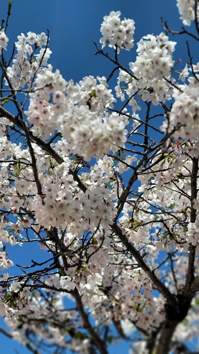 宮島の旨いもん！
#アルランディス