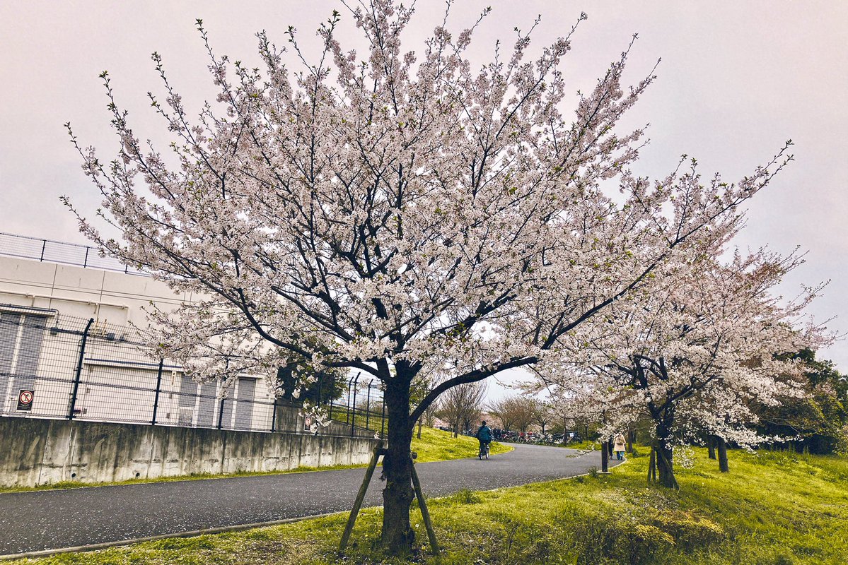 へいへい tweet media