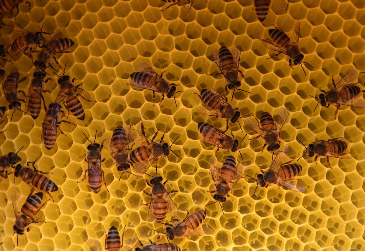 TSP جيوغرافيك tweet media