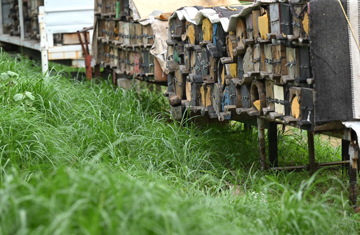 TSP جيوغرافيك tweet media