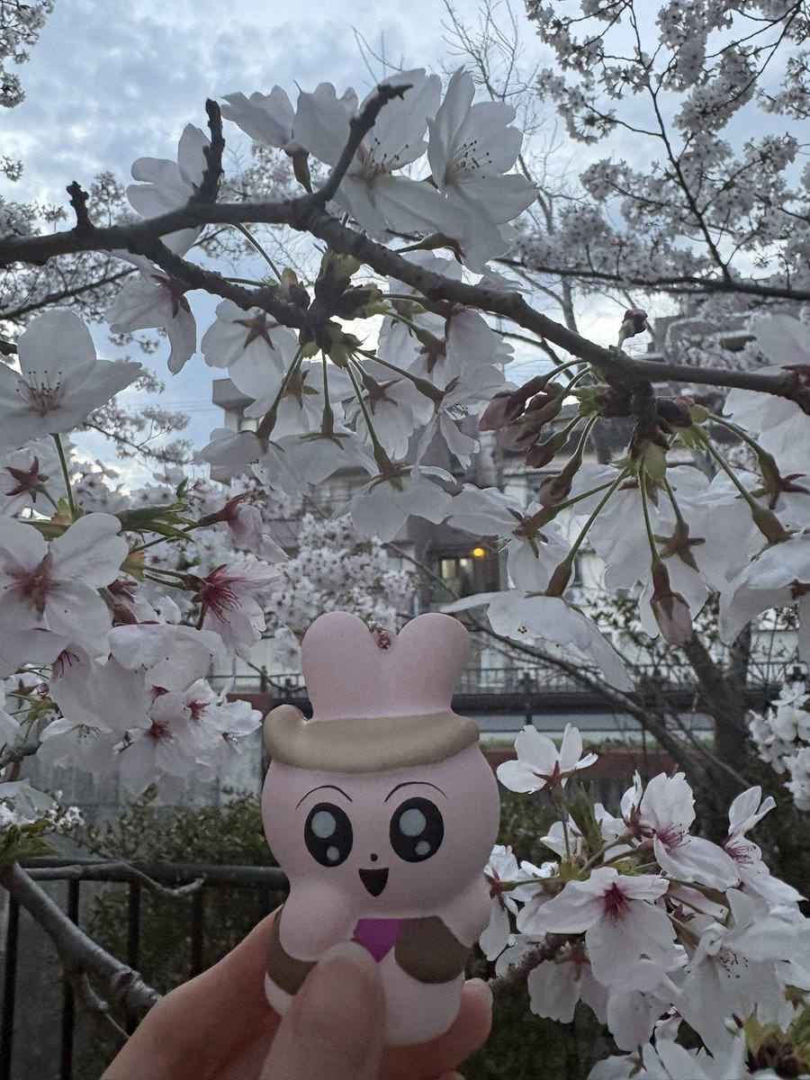 泥水浴び tweet media