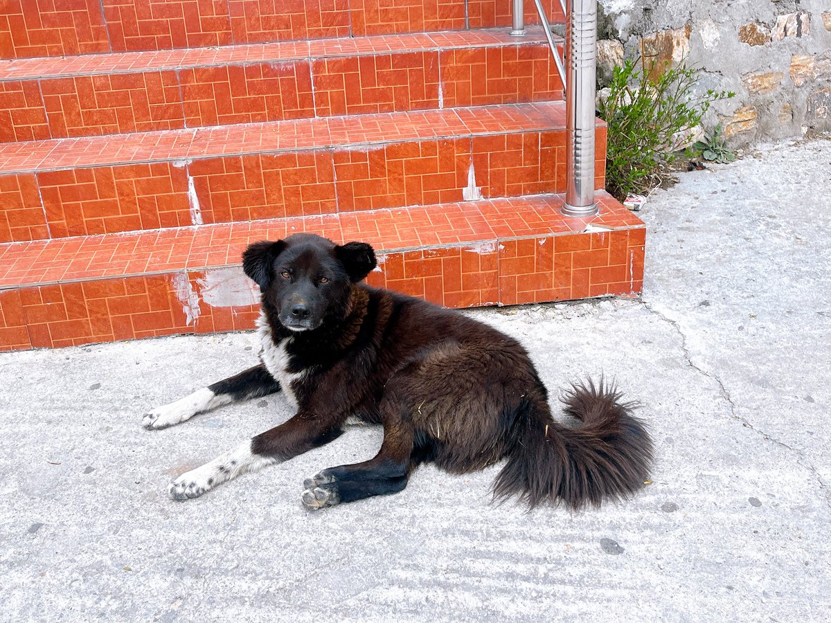ブータン、さくら耳の犬多いな〜と思って調べたらなんと全ての野良犬にワクチン接種と避妊手術を施した初めての国だそう。すごい。どこに行っても犬たちが穏やか。犬たちが自由にしあわせそうにしてるって、とてもいい。