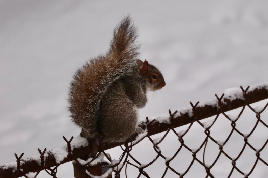 Sciuridaely 🐿 tweet media