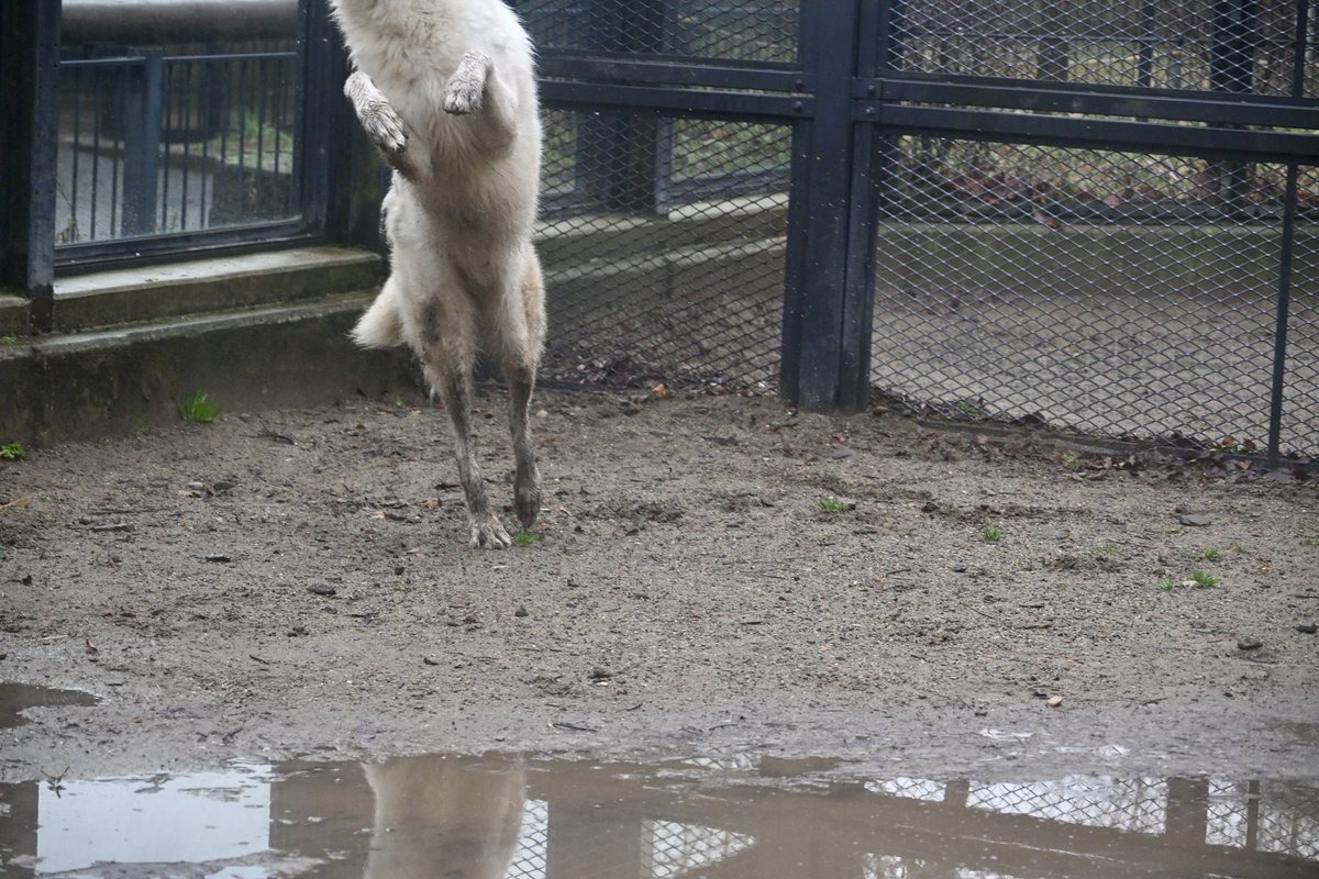 ちょくちゃん tweet media