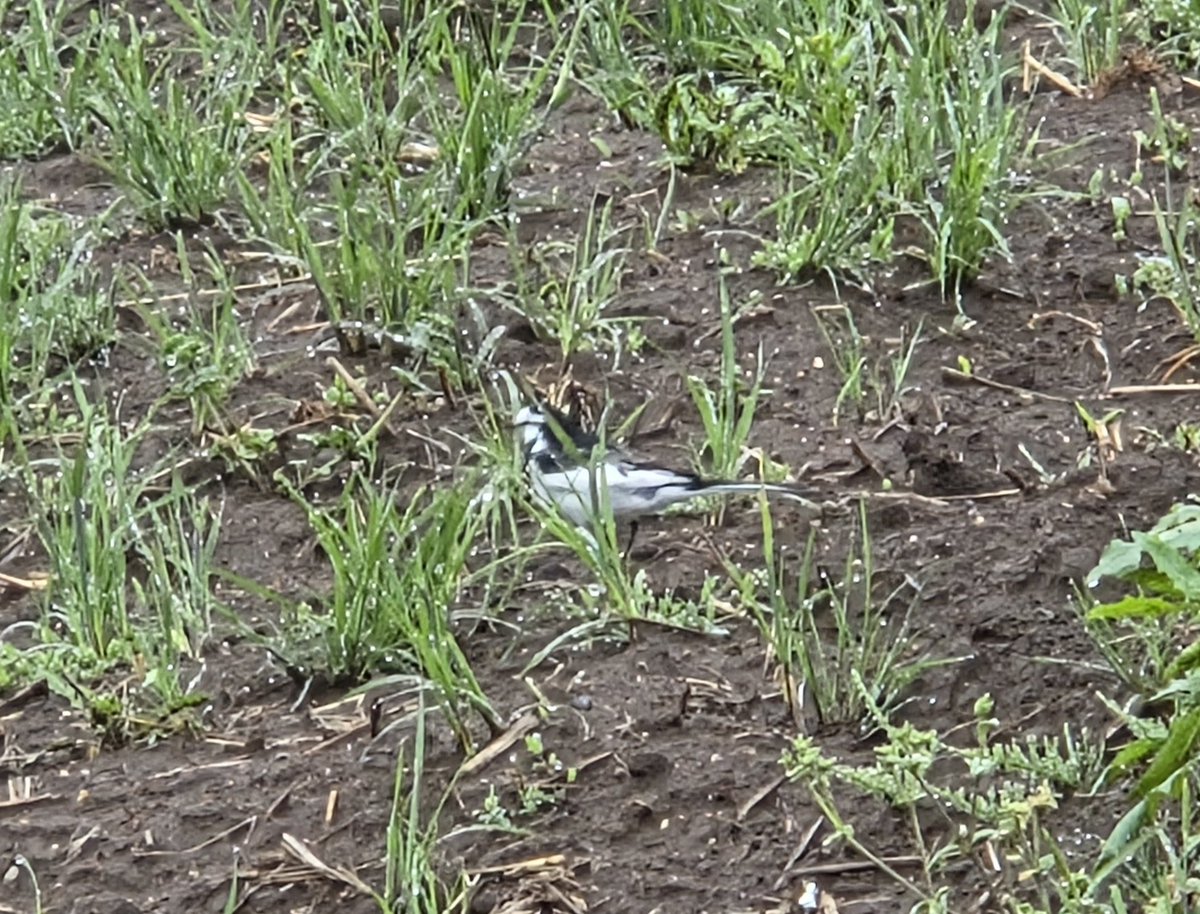 insect_64 tweet media