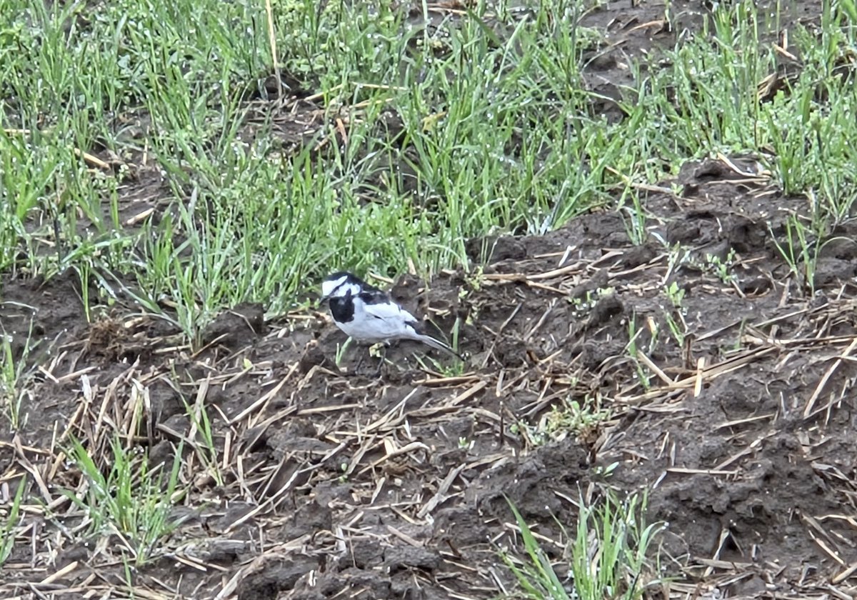 insect_64 tweet media