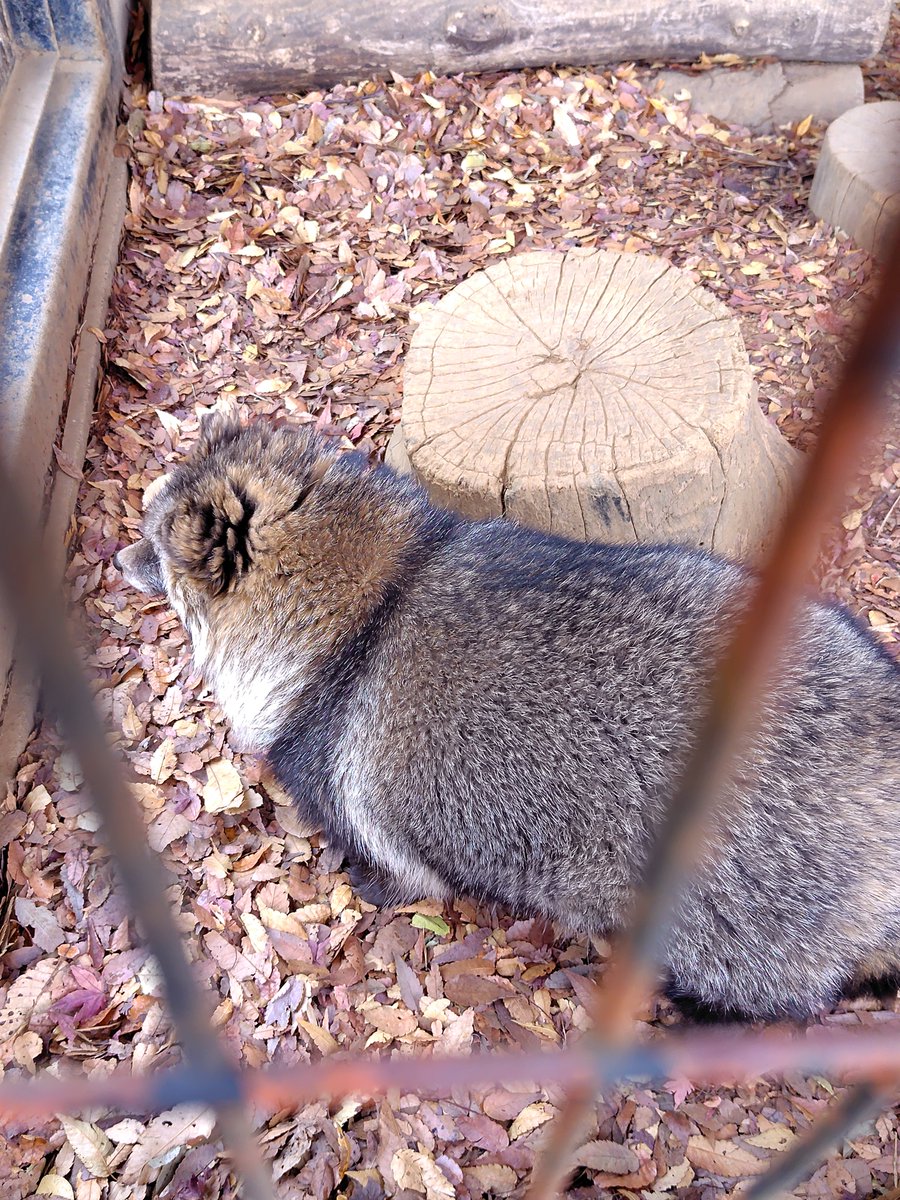 もっち狸 tweet media