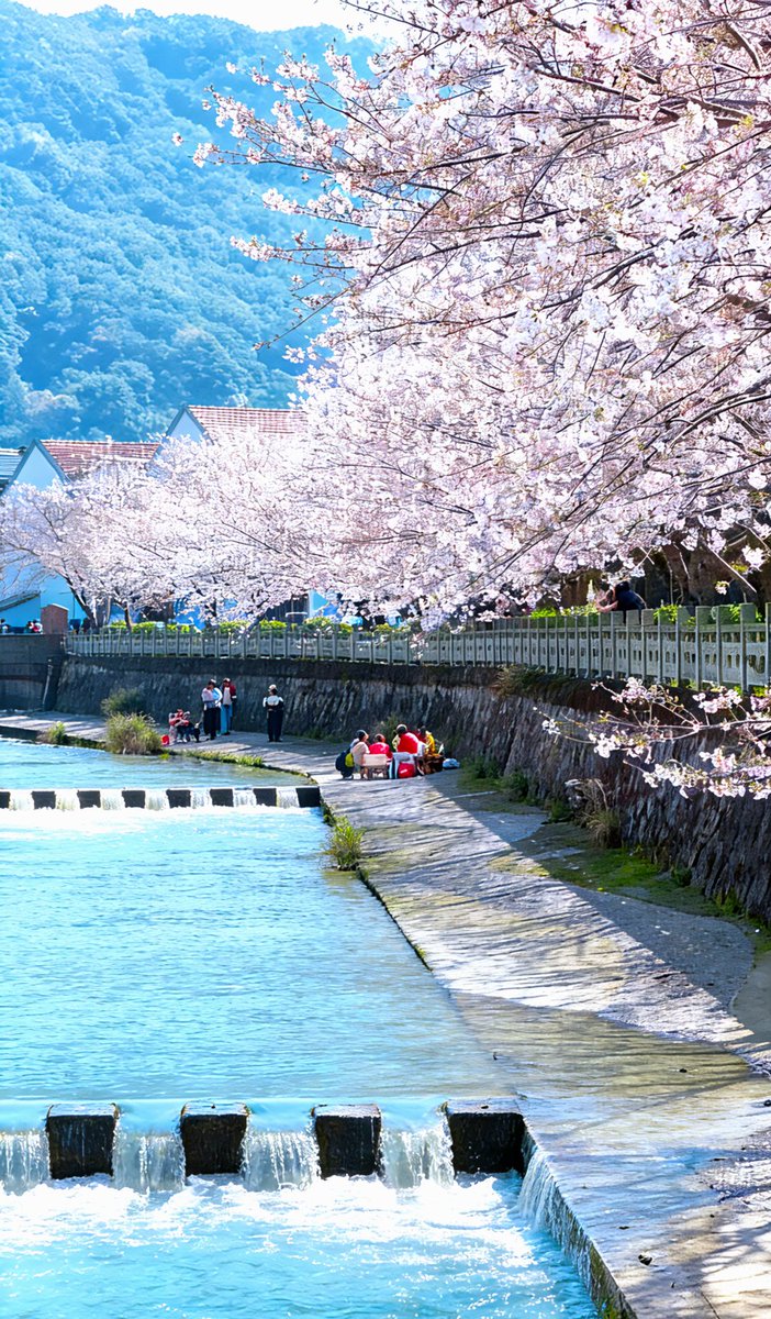 yiyiyu1q's tweet photo. The clear #stream #meanders, with #cherry trees standing gracefully along its banks, their #canopies spreading like umbrellas. #beilun https://t.co/1OENi4HbtY