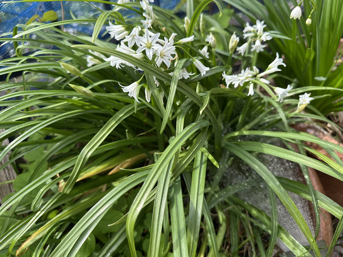 じゅう tweet media