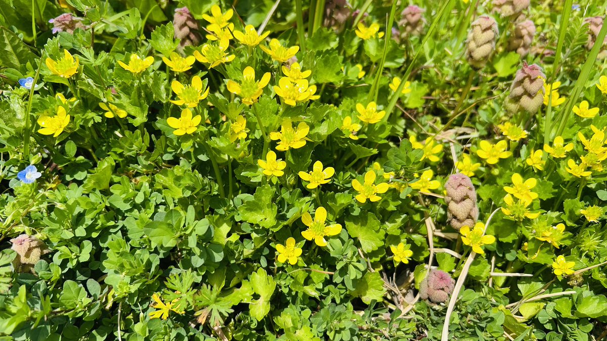 めりぱん tweet media