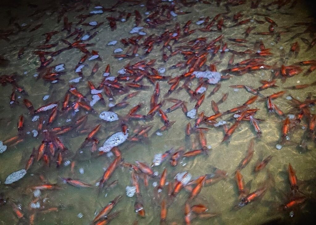 ホタルイカ爆湧き予報 tweet media