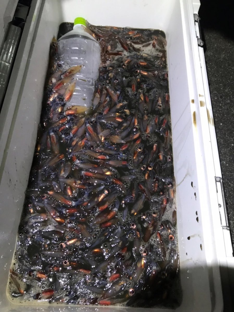 ホタルイカ爆湧き予報 tweet media