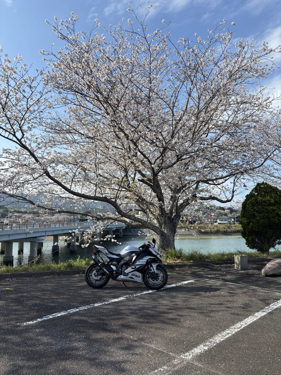 soranami2015's tweet photo. 近場の桜満開🌸
門川堤防壁画   孫ちゃん画😊 https://t.co/ulwyPUSIFO