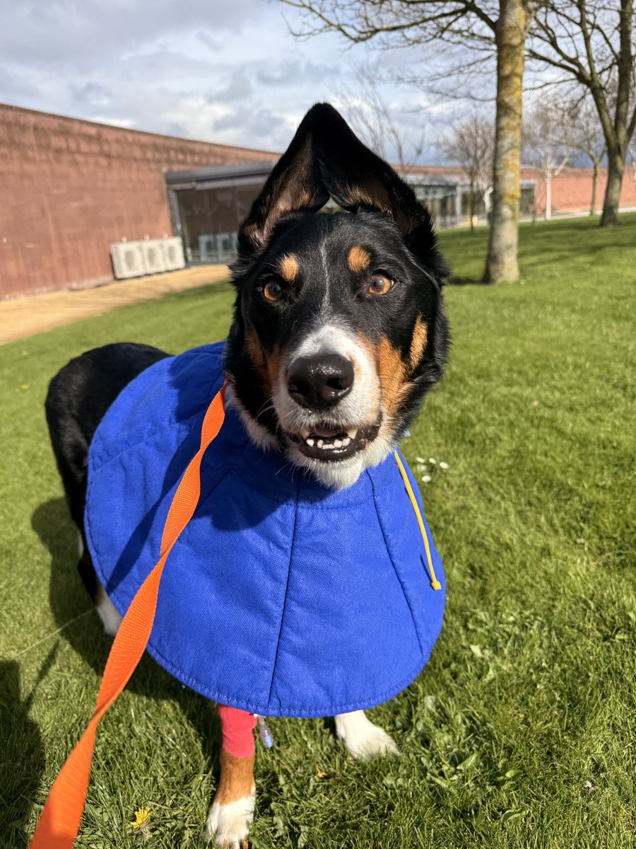 PipTheCollie tweet media