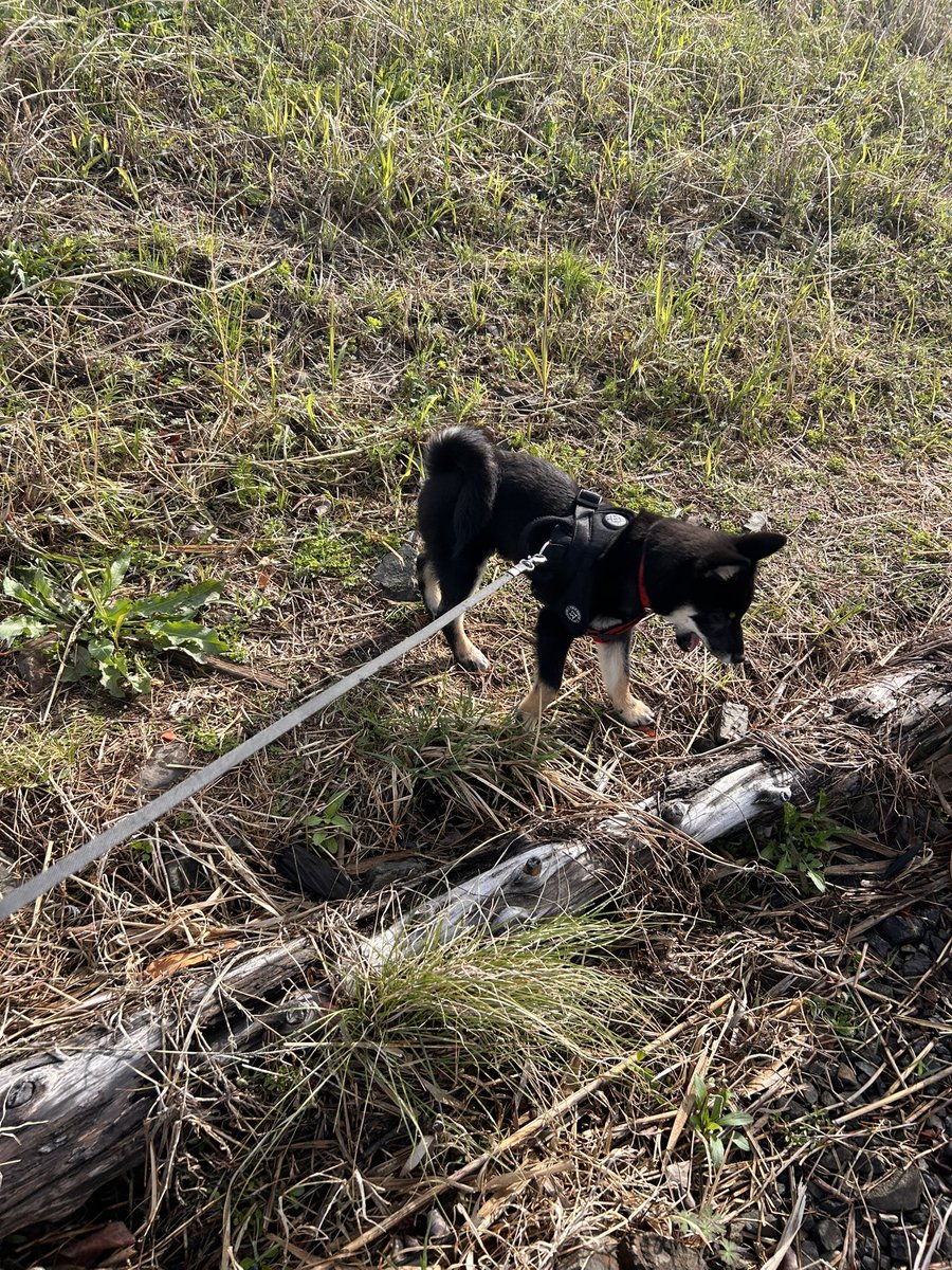 さくたろう tweet media