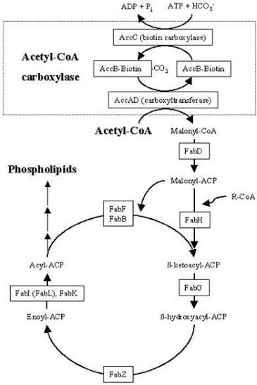 SAMUEL_OIM's tweet photo. Cramming pathways like this https://t.co/FZ2hDSBFZI