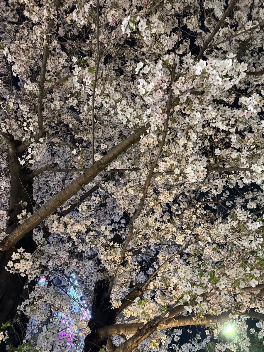 夏目れみ tweet media