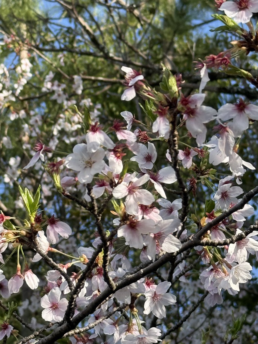 夏目れみ tweet media