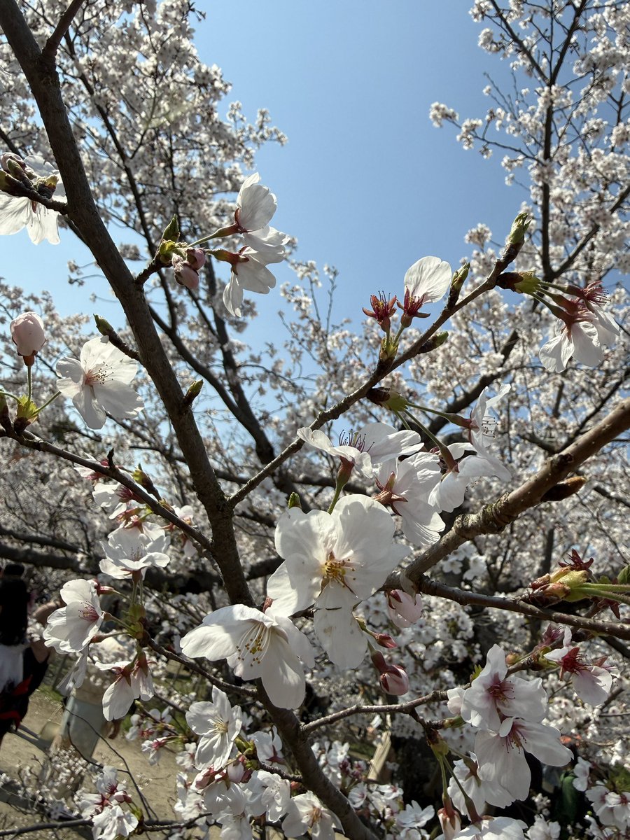 夏目れみ tweet media