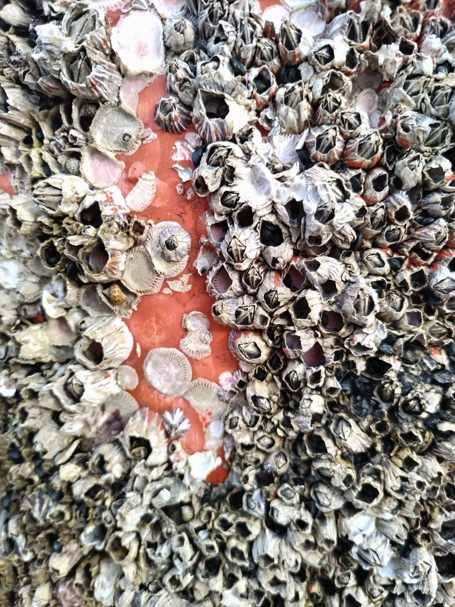 どっくん🍌バナナ from 青梅 tweet media