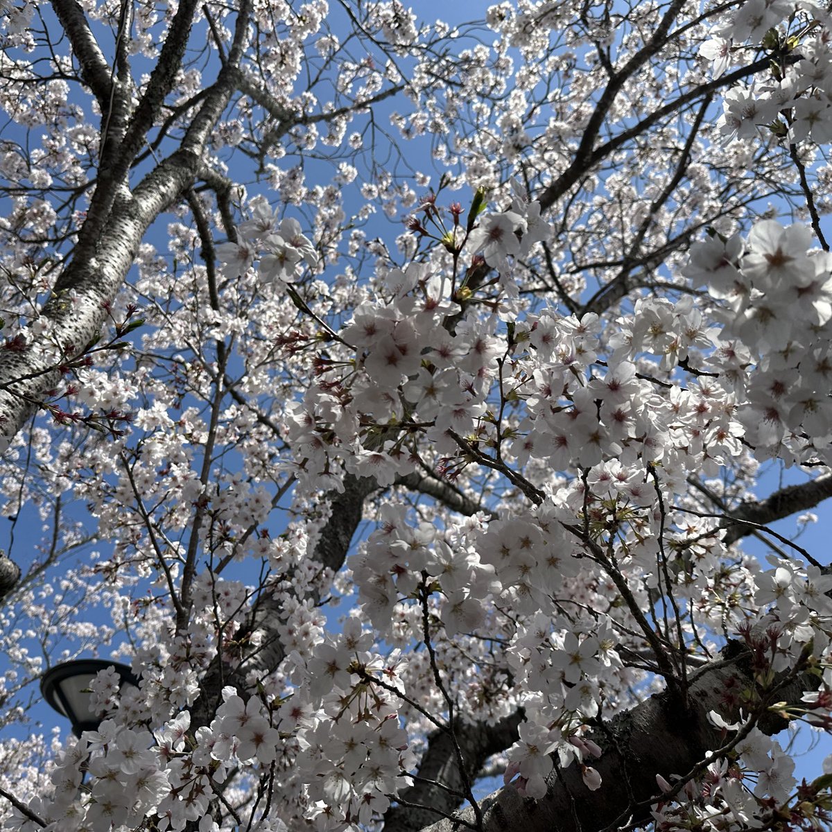 ☀️☁️ PANDA☔️☃️ tweet media