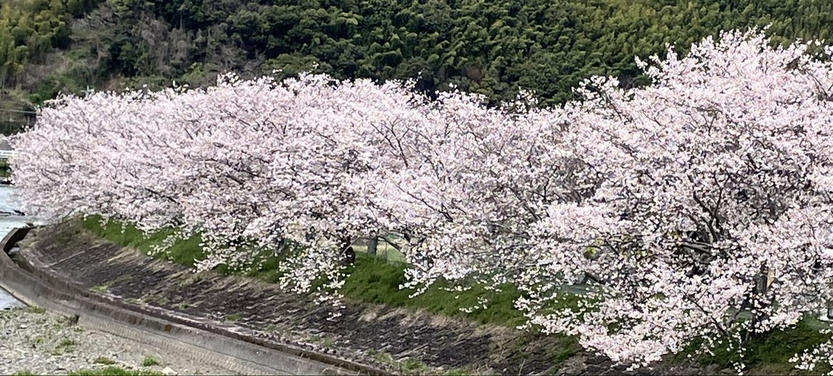 myco🐯❤️💜 tweet media