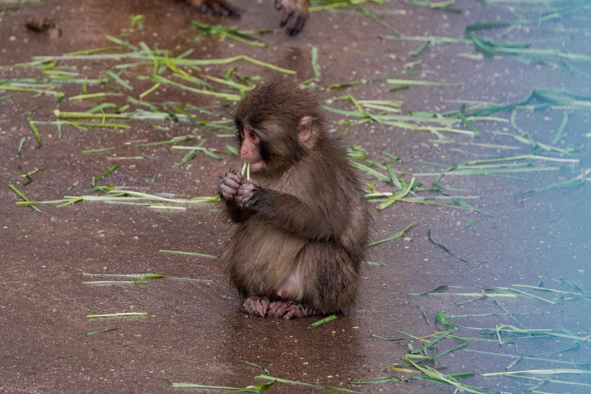 ぱんち🐒🪽 tweet media