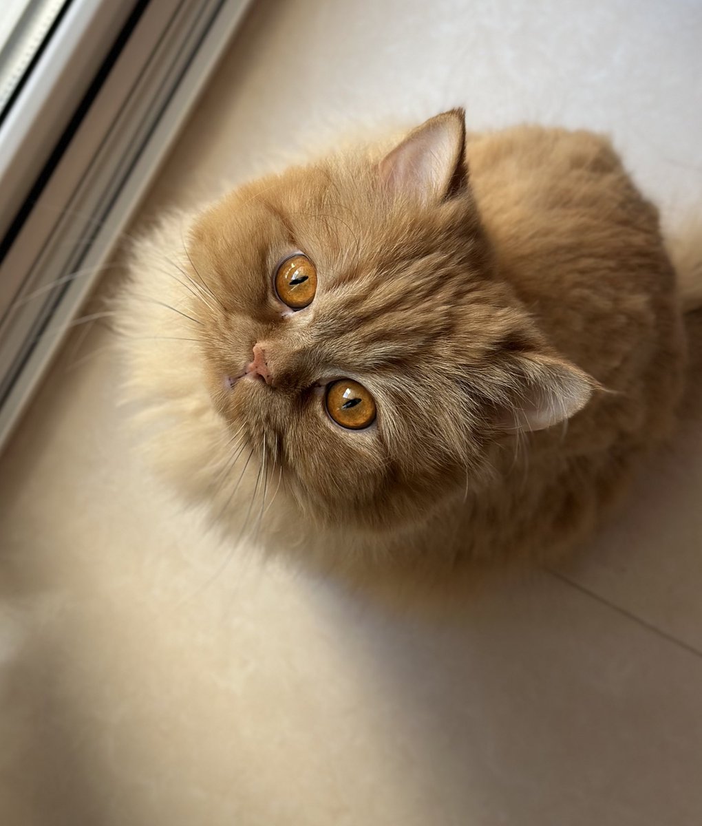 Parnian Azami tweet media