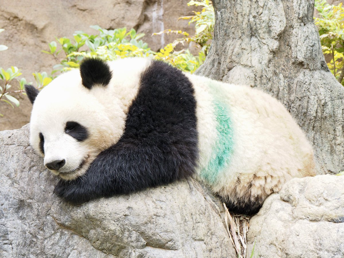 seviluci tweet media