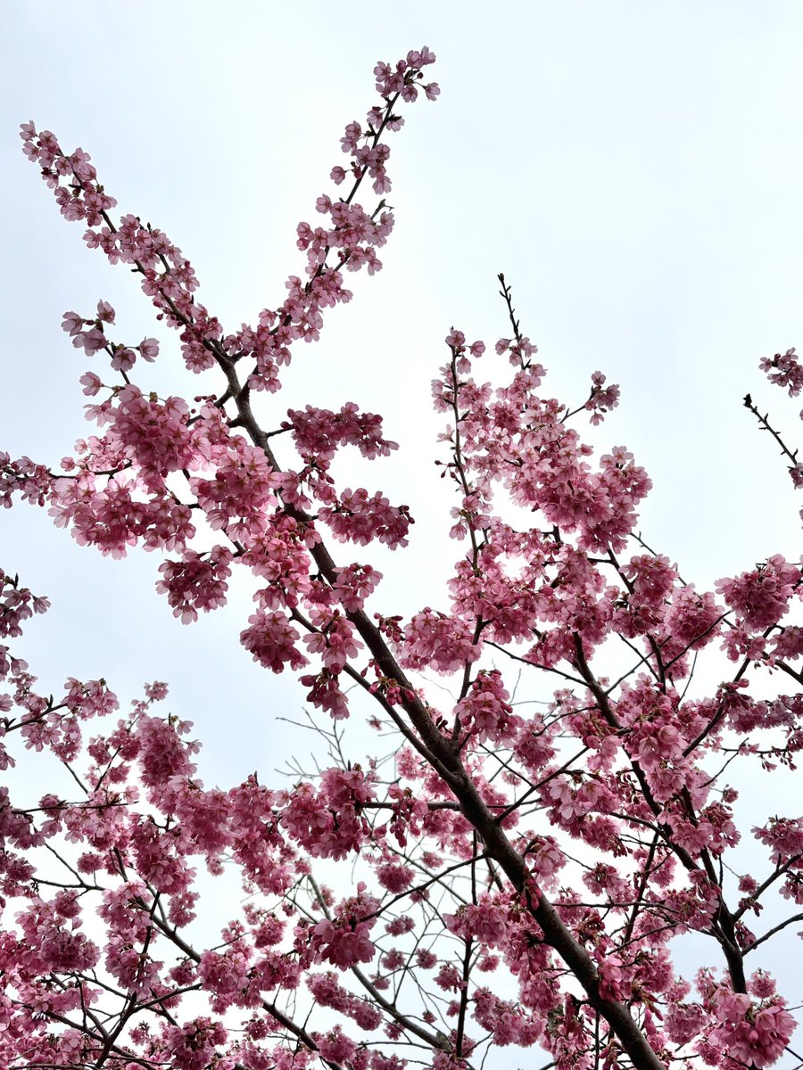 🌐仙台ゆづみこ tweet media