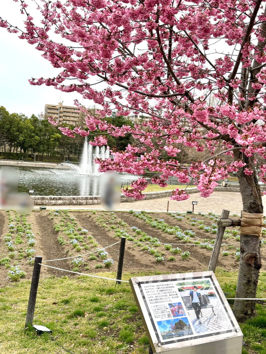 🌐仙台ゆづみこ tweet media