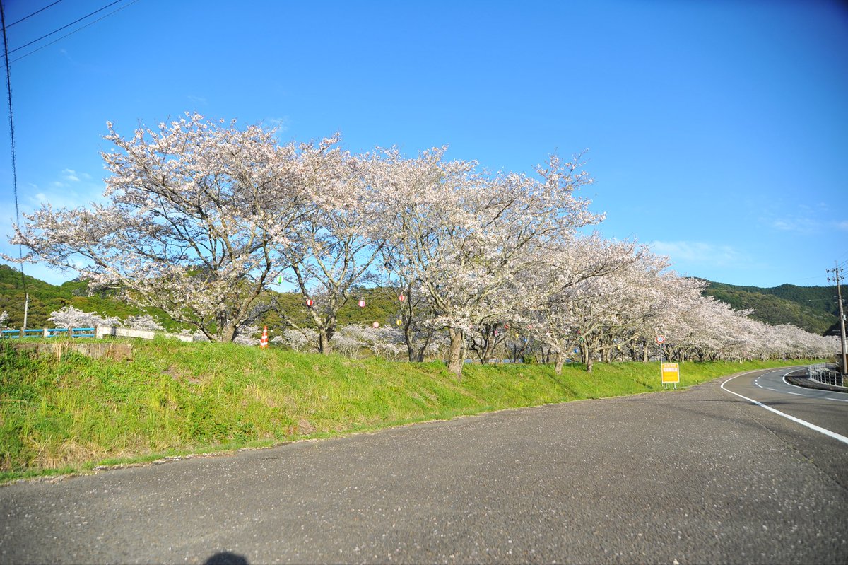 moepapa2000's tweet photo. ＃高知県宿毛市
＃桜 https://t.co/ikQK5hnCWG