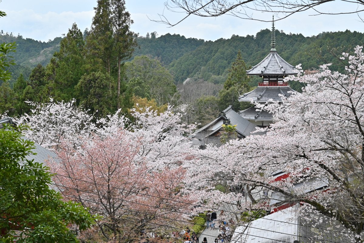 しらたま tweet media