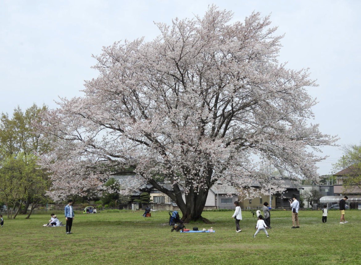 もりハピ♪ 鳥とグルメと tweet media