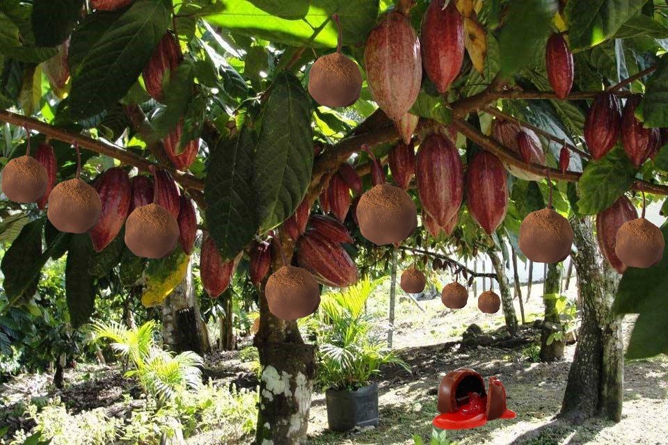 Se eu pudesse eu plantaria uma árvore de chocolate, com galhos de trufas, com cerejas, no quintal da sua casa. Mas milagres eu ainda não faço. Então te envio a árvore de cacau para você fazer guloseimas e saborear junto com pessoas queridas. Feliz Páscoa.