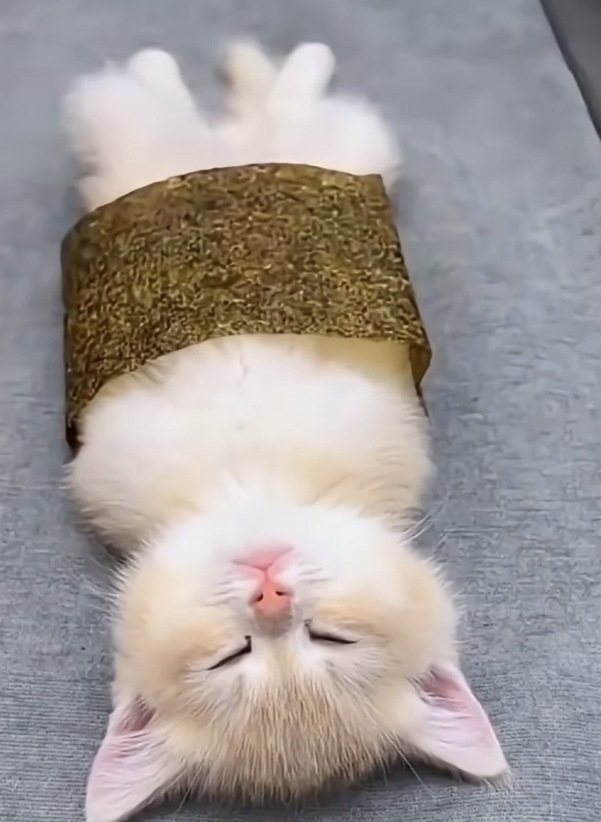 ラテ様 tweet media