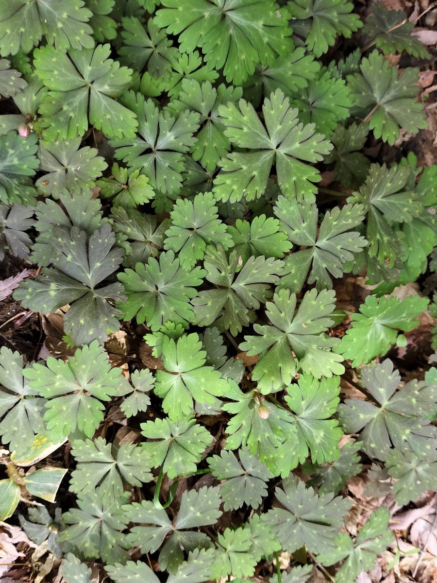 トンボの失楽園 tweet media